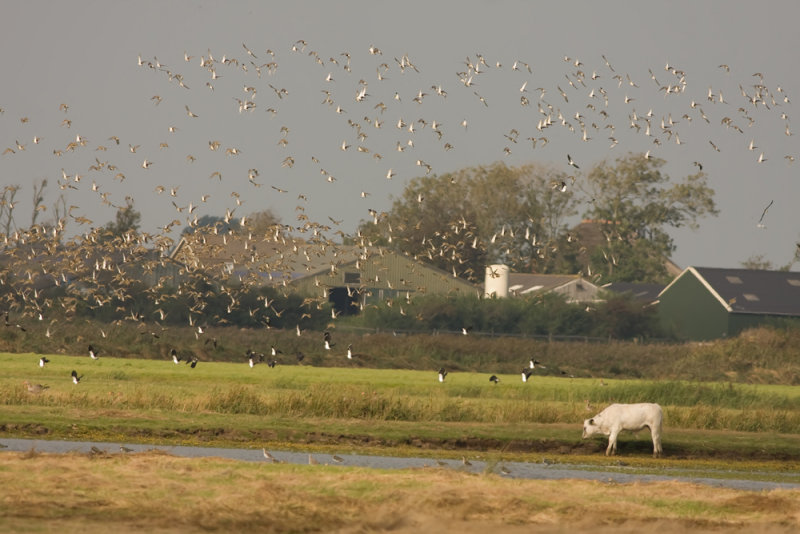 Goudplevier - Golden Plover - Pluvialis apricaria