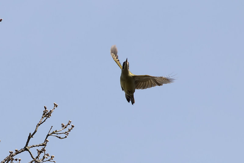 IMG_9552.jpg uis te warmond
