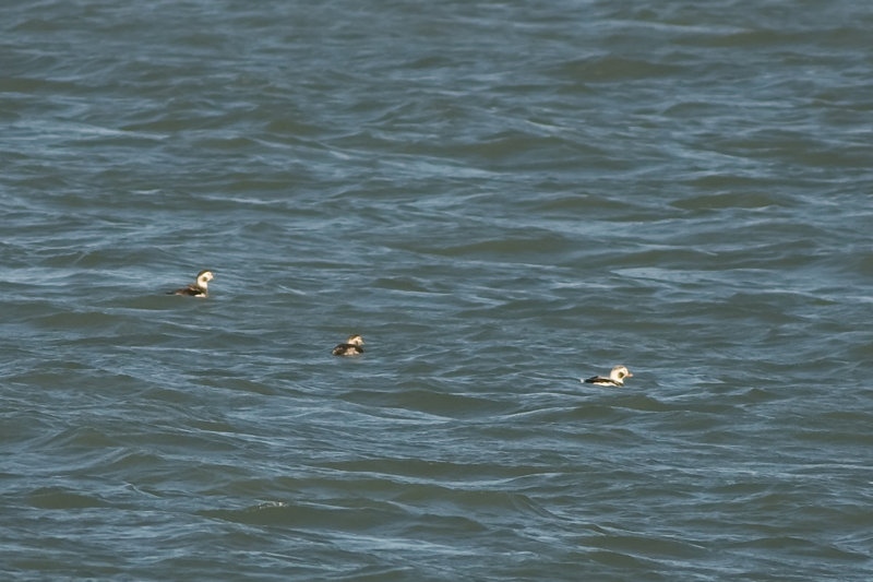 ijseend - Long-tailed Duck - Clangula hyemalis, 