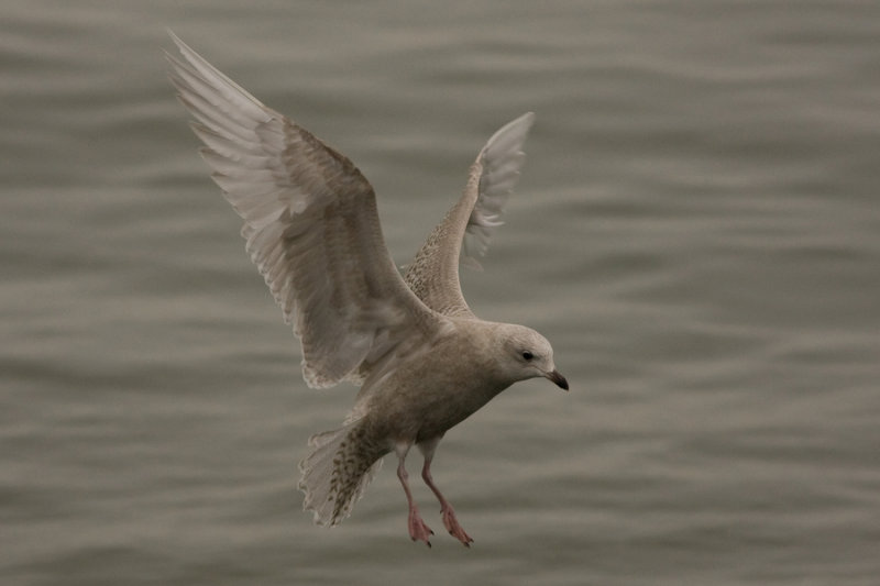 kleine burgemeester -  Iceland Gull - Larus glaucoides ,