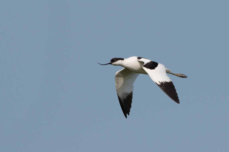 kluut - Pied Avocet - Recurvirostra avosetta