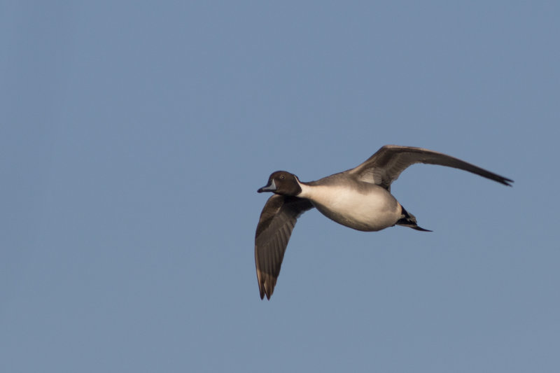 pijlstaart - Northern) Pintail - Anas acuta