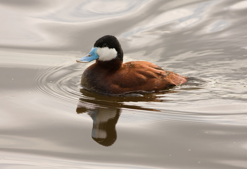 rosse stekelstaart - Ruddy Duck - Oxyura jamaicensis, 