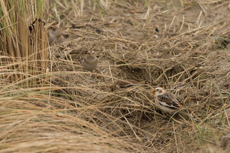 sneeuwgors - Snow Bunting - Plectrophenax nivalis, 