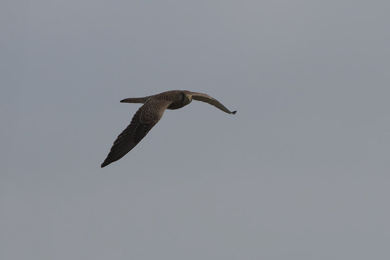 IMG_5453.jpg