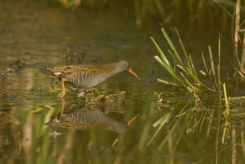 waterral - Water Rail -  Rallus aquaticus