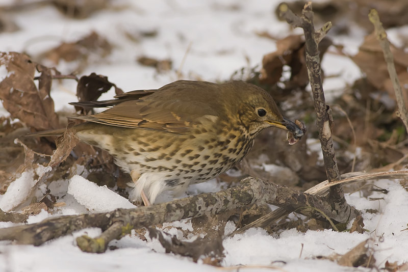 zanglijster - Song Thrush - Turdus philomelos