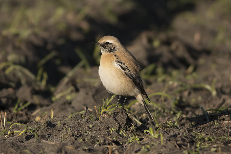 IMG_5161.jpg Elsgeesterpolder Voorhout