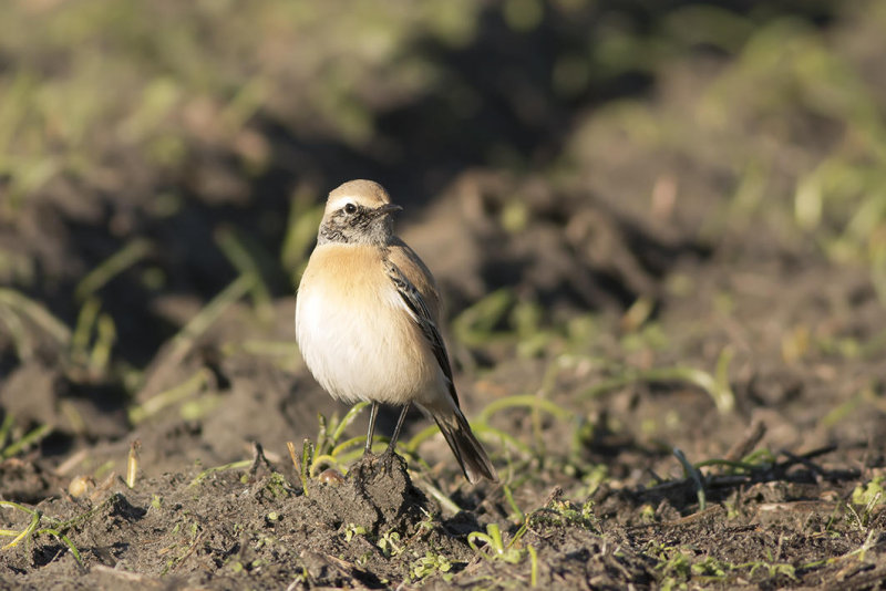 IMG_5168.jpg Elsgeesterpolder Voorhout