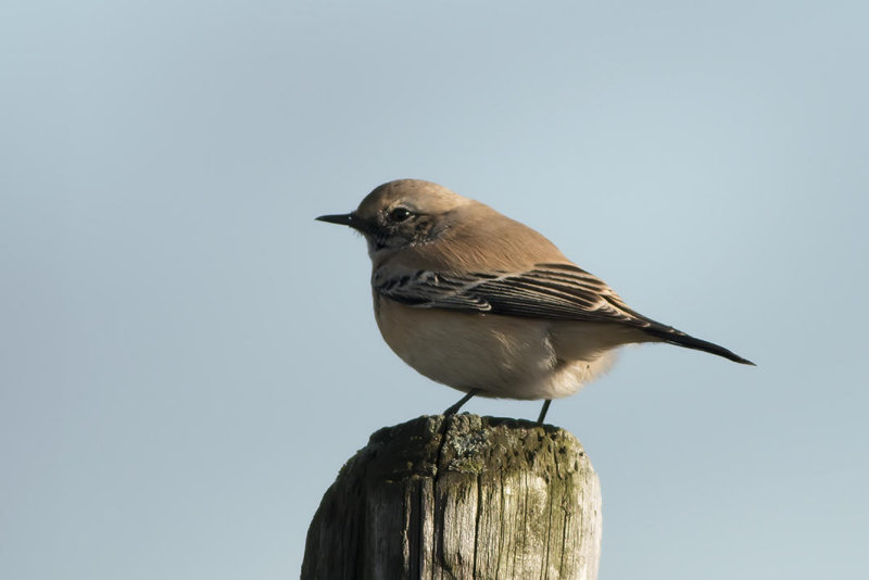 IMG_5178.jpg Elsgeesterpolder Voorhout