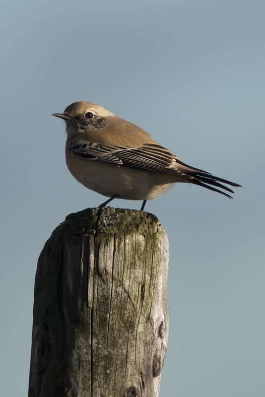 IMG_5184.jpg Elsgeesterpolder Voorhout
