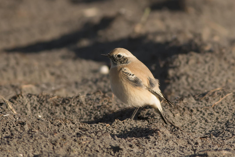 IMG_5261.jpg elsgeesterpolder Voorhout