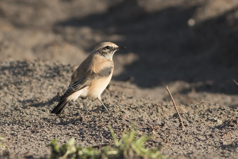 woestijntapuit - Desert Wheatear - Oenanthe deserti
