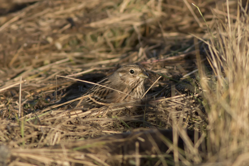 IMG_5758.jpg Wilhelminadorp zeeland