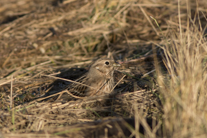IMG_5760.jpg wilhelminadorp zeeland