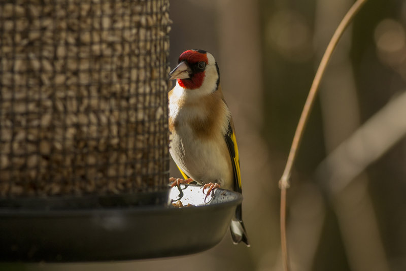 IMG_6087.jpg, achtertuin, Noordwijk