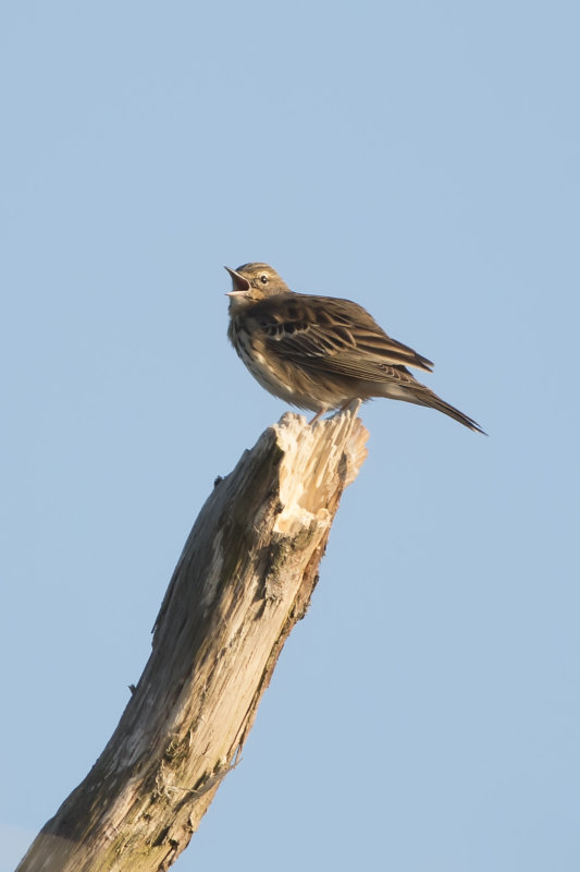 boompieper - Tree pipit - Anthus trivialis