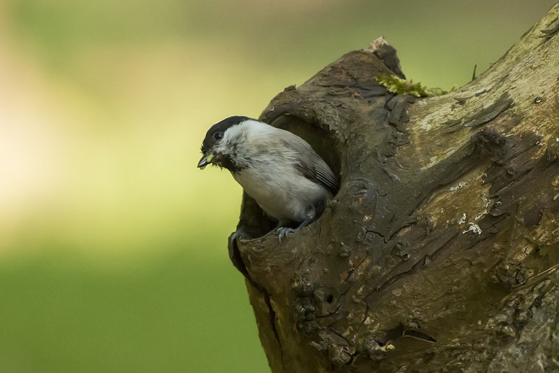 Glanskop  - Marsh Tit - - Poecile palustris