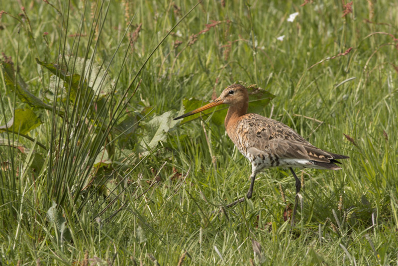 IMG_9022.jpg, de Wilck Zoeterwoude