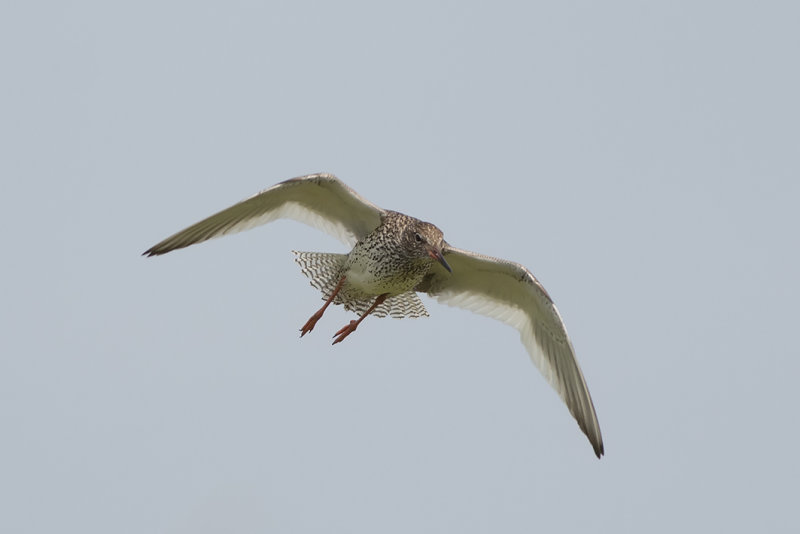 IMG_8914.jpg, de Wilck Zoeterwoude