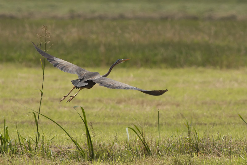 IMG_0312.Purperreiger 09-07-16  Ameide Zouweboezzem