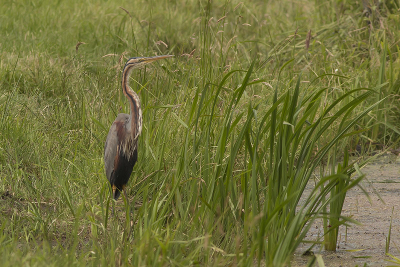 IMG_0339.jpg Purperreiger 09-07-16 , Ameide Zouweboezem