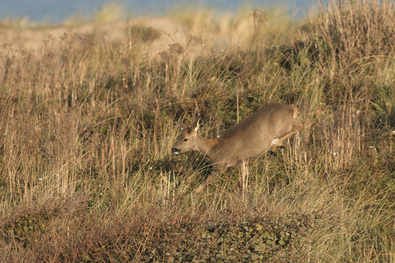 IMG_1602.jpg, Coepelduinen, katwijk