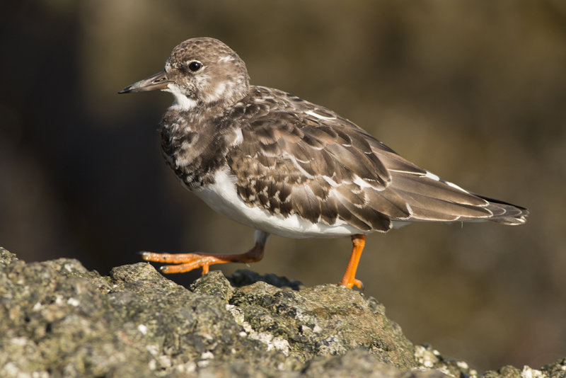 steenloper -  Ruddy Turnstone - Arenaria interpres,