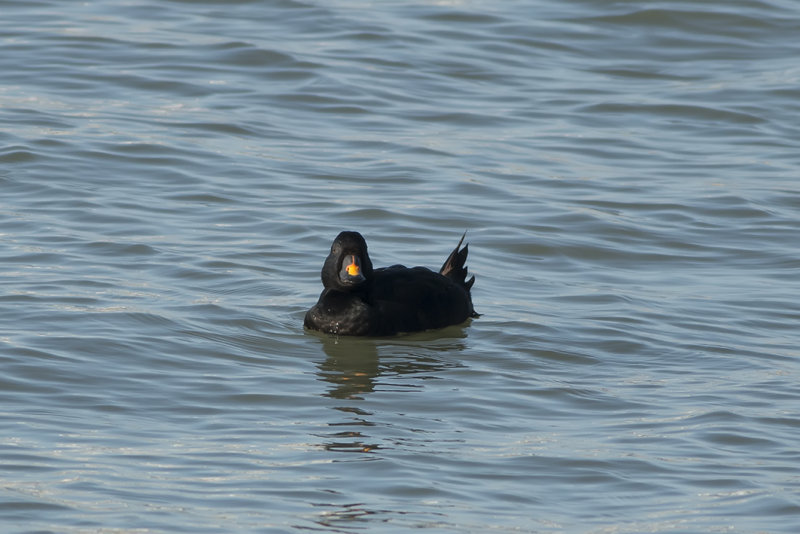 IMG_2121.jpg, Noorderpier , Scheveneningen