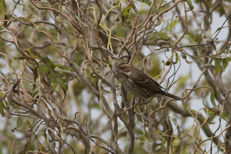 dwerggors - Little Bunting - Emberiza pusilla