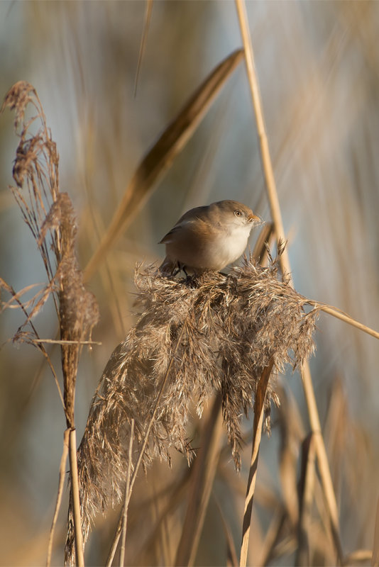 baardman - Bearded Reedling, Panurus biarmicus