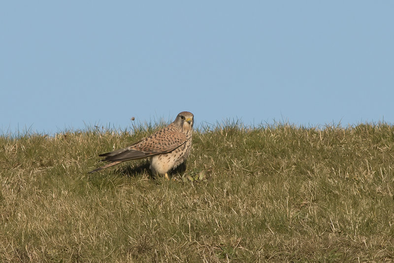 IMG_4129.jpg,maasvlakte, Rotterdam