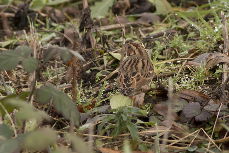 dwerggors - Little Bunting - Emberiza pusilla