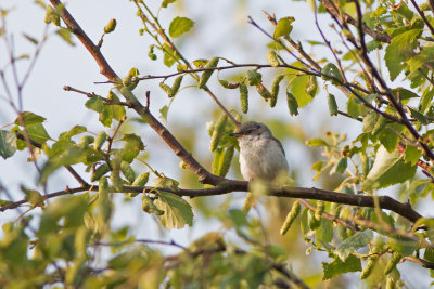 braamsluiper - Lesser Whitethroat - Sylvia curruca