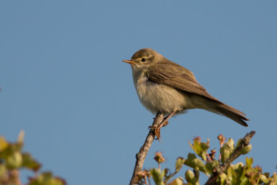 fitis - Willow Warbler - Phylloscopus trochilus