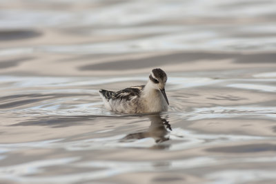 Grauwe Franjepoot - Red-necked Phalarope - Phalaropus lobatus