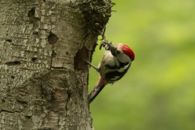 middelste binte specht - , Middle Spotted Woodpecker - Dendrocopos medius