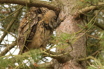 oehoe - (Eurasian) Eagle Owl - Bubo bubo, 