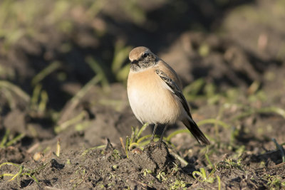 woestijntapuit - Desert Wheatear - Oenanthe deserti