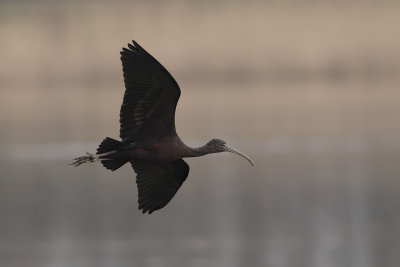 zwarte ibis -  Glossy Ibis - Plegadis falcinellus,