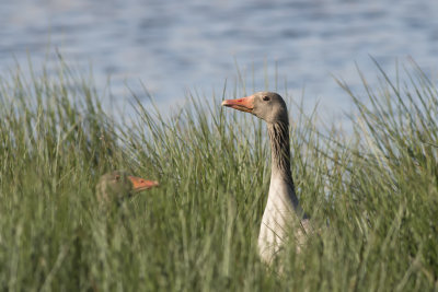 grauwe gans - Greylag Goose - Anser anser