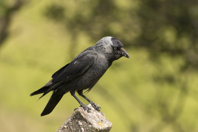 kauw - Jackdaw - Corvus monedula