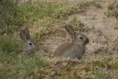 konijn - Rabbit - Oryctolagus cuniculus
