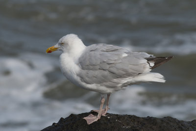 zilvermeeuw -  Herring Gull - Larus argentatus