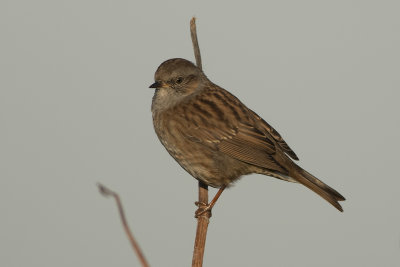 heggenmus - Dunnock - Prunella modularis, 
