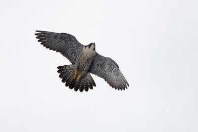 IMG_5117.jpg, hoogewegpolder, Noordwijk
