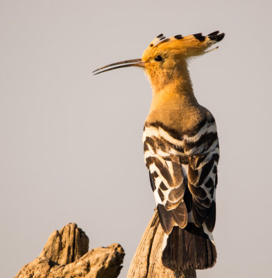 Spring birds in Hungary