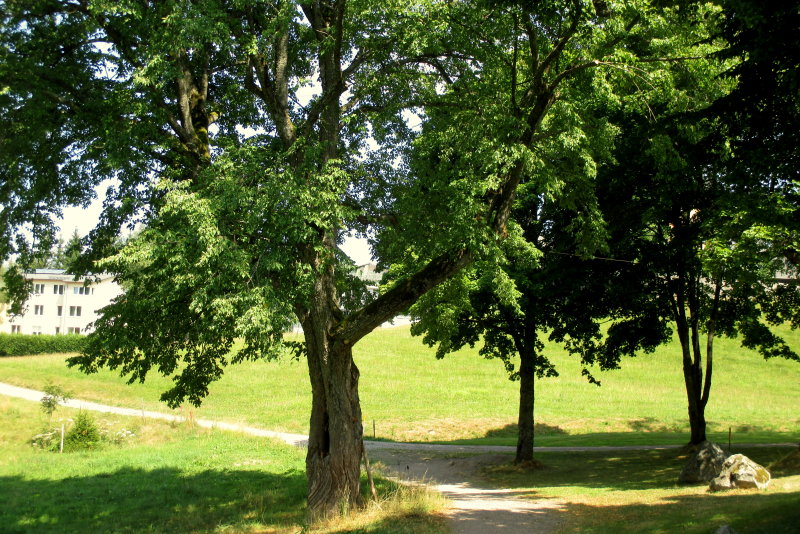 AUF DEM WEG ZUR OBEREN RAVENNASCHLUCHT  IMG_2052.JPG