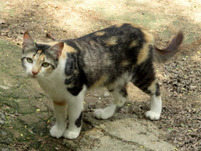 Die Mitbewohner von Graca IMG_0479.JPG