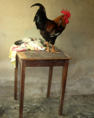 Die Mitbewohner von Graca IMG_0482.JPG